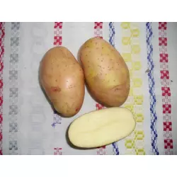 Картопля Тірас