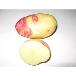 Картопля Пікассо