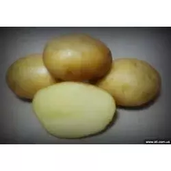 Картопля Рівєра